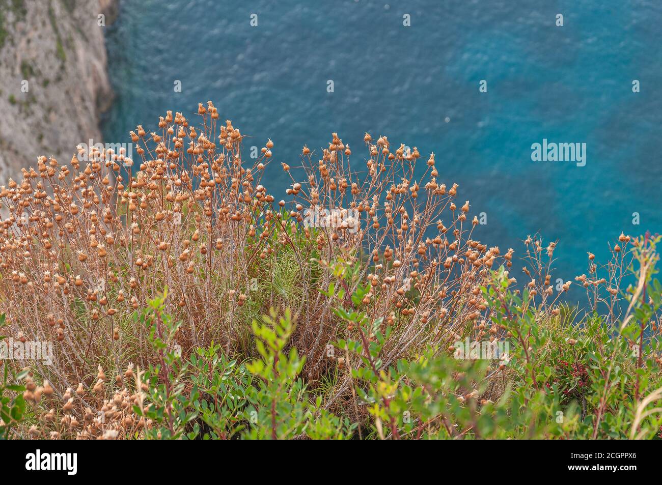 Yellow plants with turquoise sea in the background, Zakynthos island, Greece Stock Photo