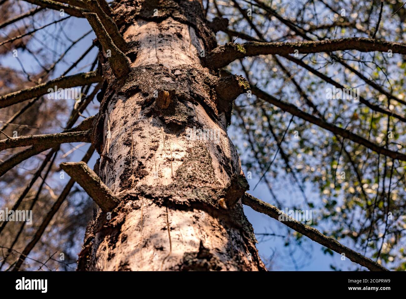 Dead pine without bark in a spruce forest in Germany Stock Photo