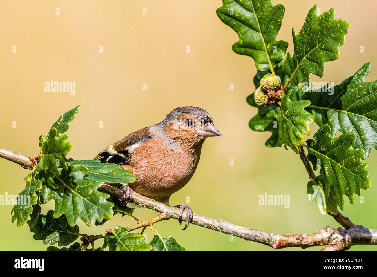 A male chaffinch in summer sunshine in mid Wales Stock Photo