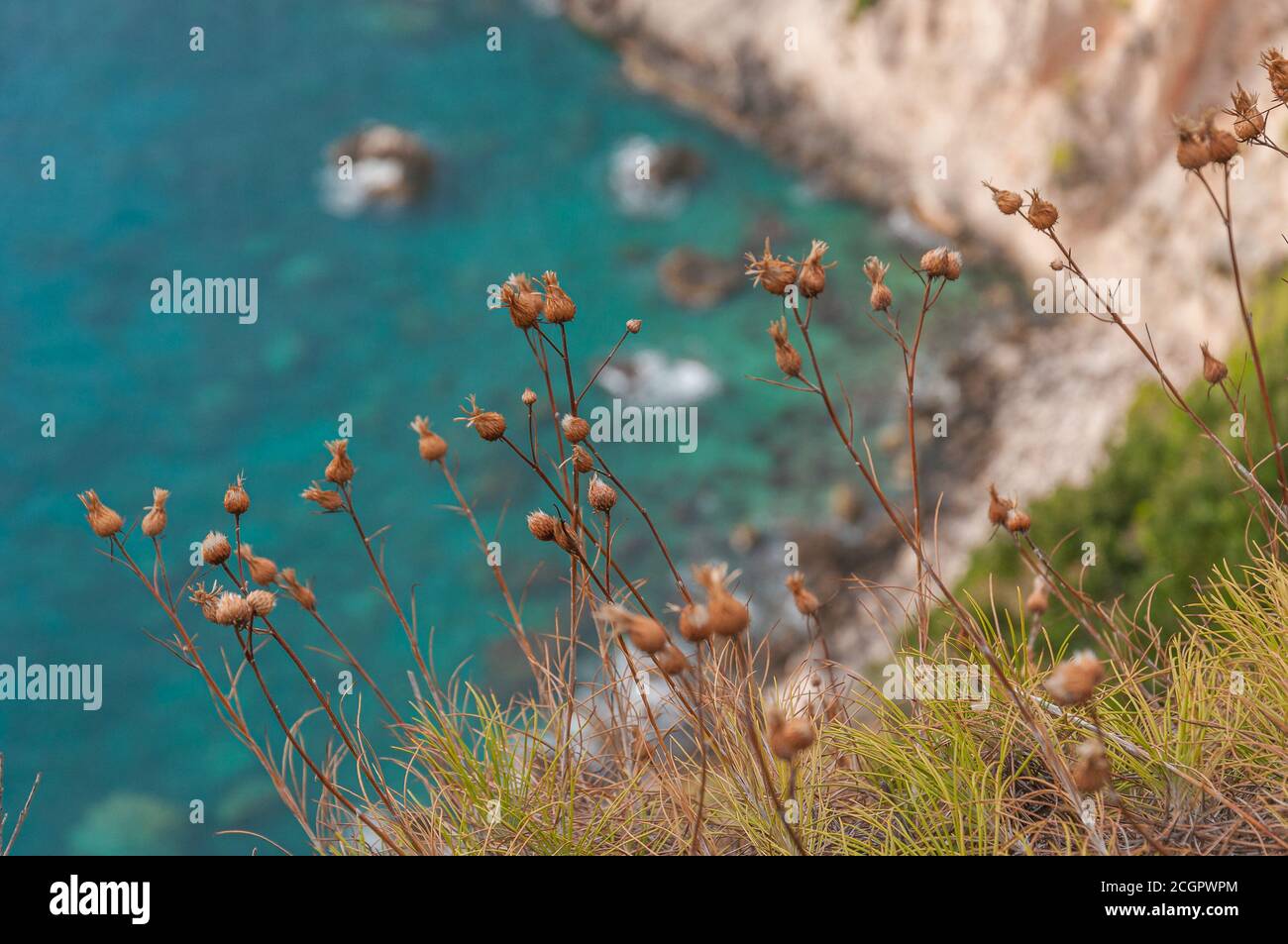 Yellow plants with turquoise sea blurred in the background, Zakynthos island, Greece Stock Photo