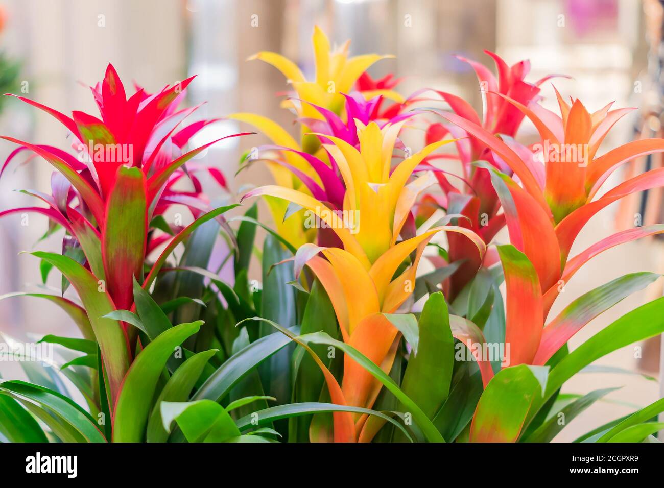 colorful blooming bromeliad flowers indoors, soft focus Stock Photo
