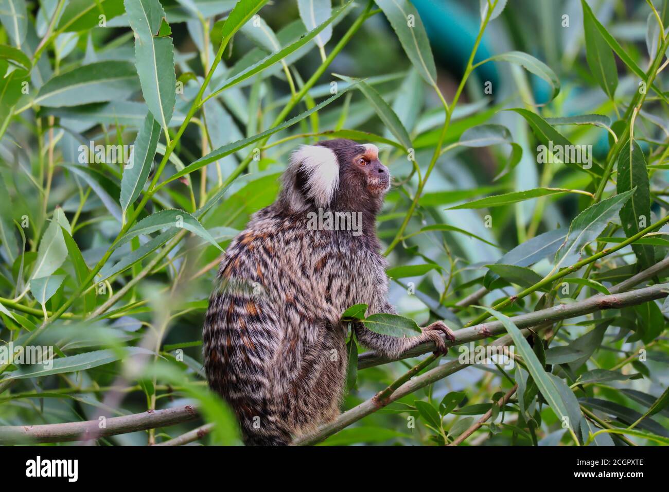 The Common Marmoset (Callithrix Jacchus) is a New World Monkey. Cute Little Primate on Tree Branch in Czech Zoological Garden. Stock Photo
