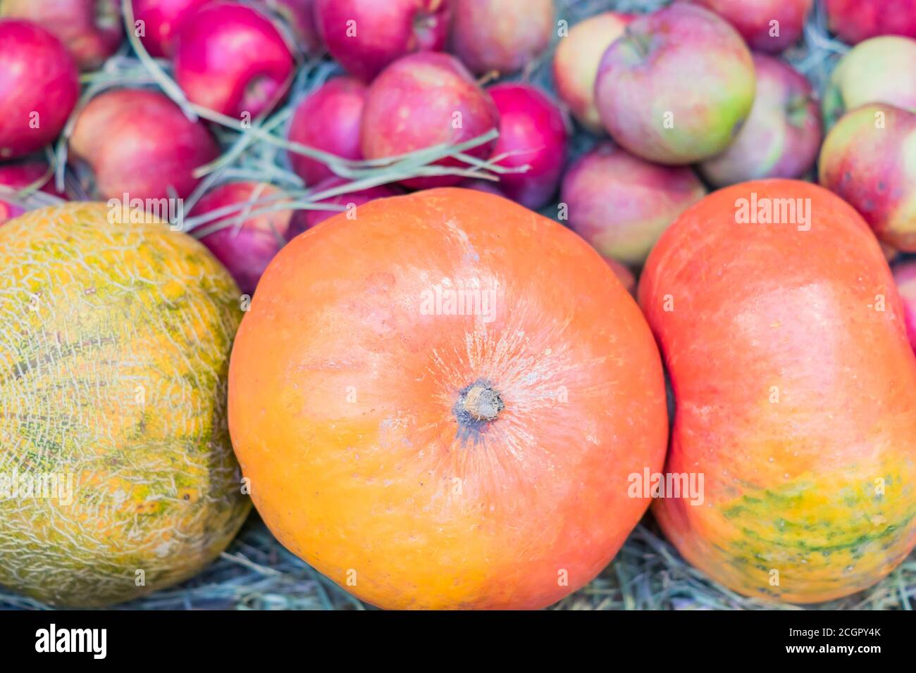 three pumpkins on red apples background. Seasonal backdrop. Stock Photo