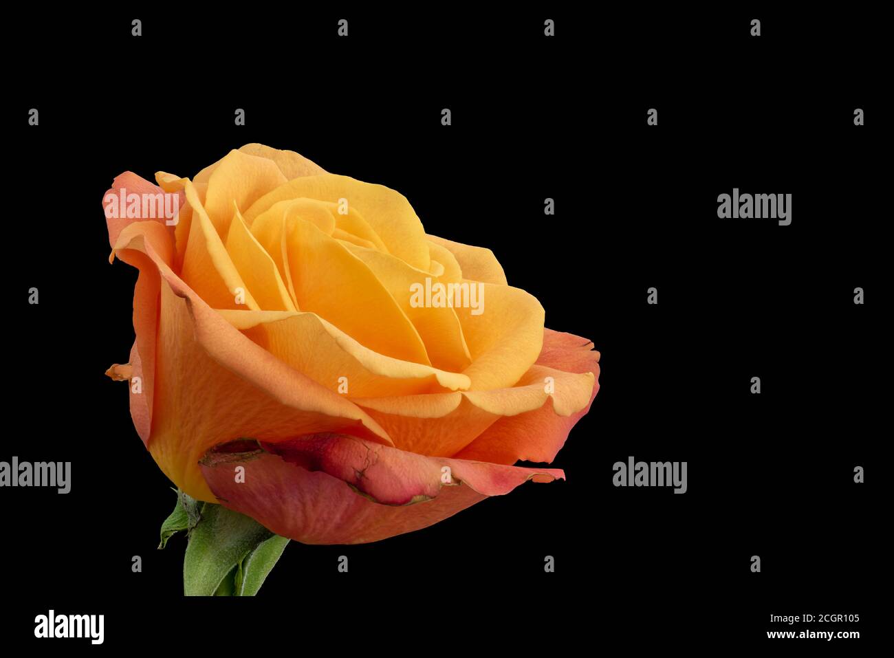 orange yellow rose blossom with leaves macro on black background in vintage painting style Stock Photo