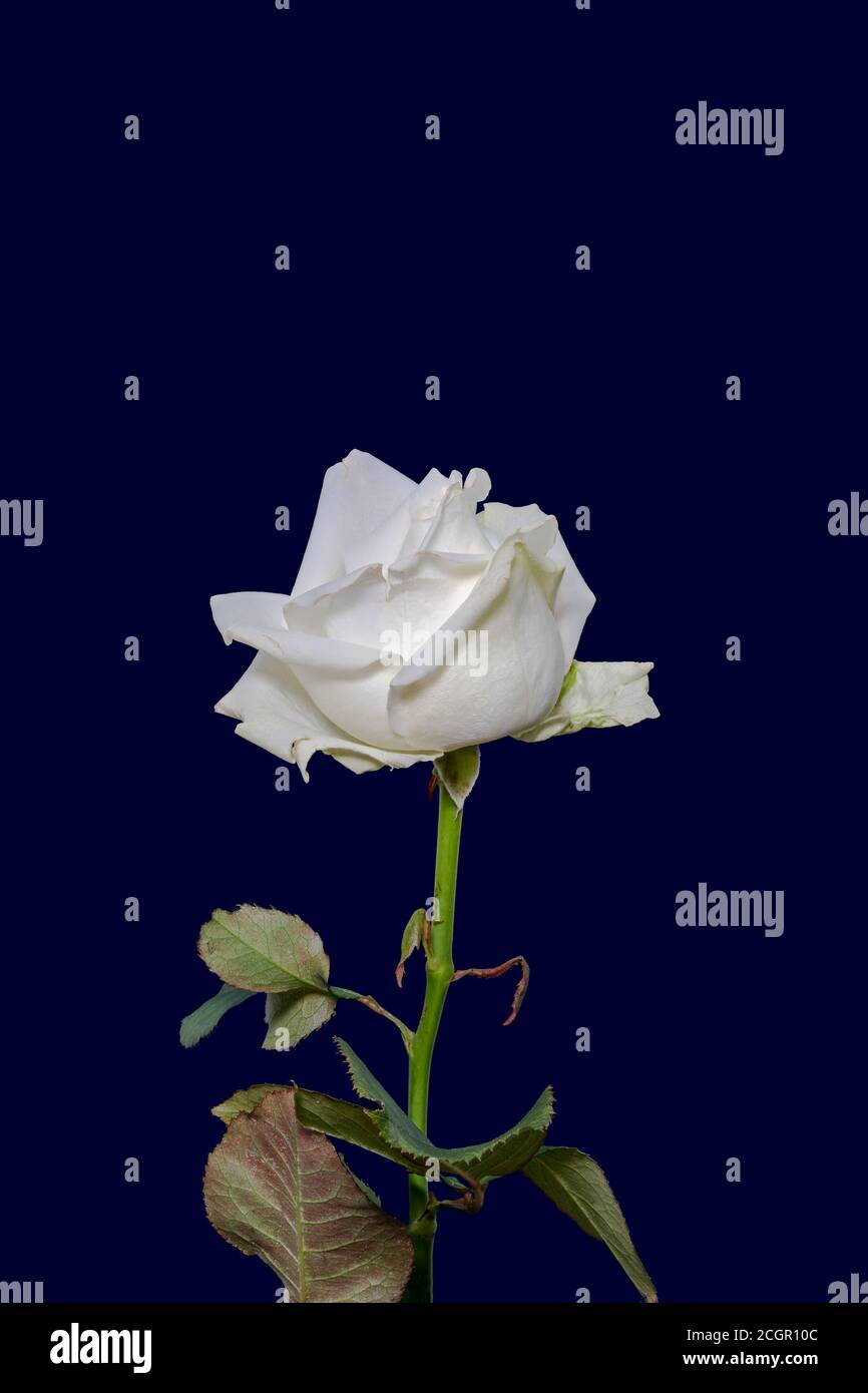 white rose blossom macro with detailed texture on dark blue background Stock Photo