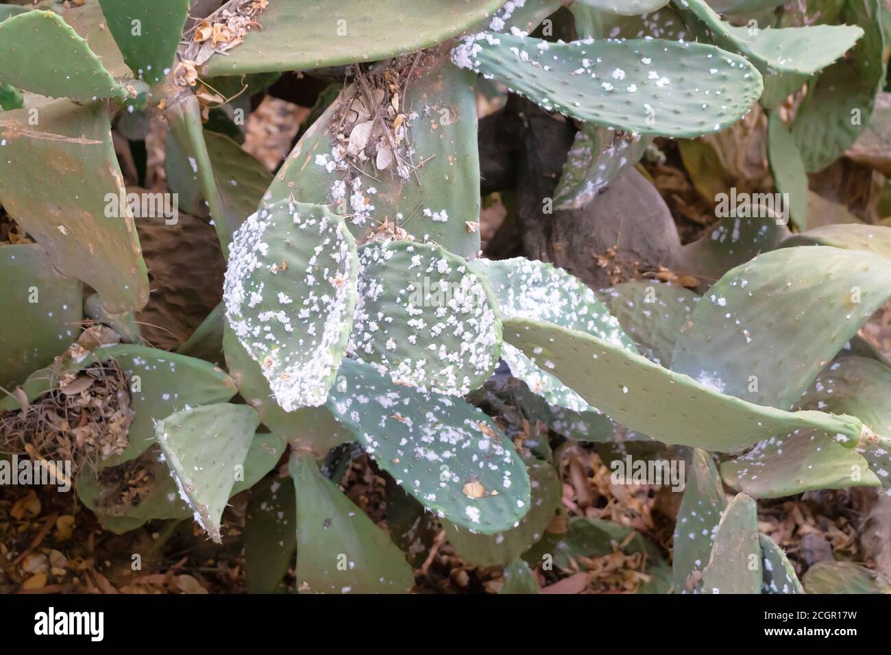 Plague that affects prickly pears, the cause of the disease suffered by this species is the cochineal, a parasite that feeds on its sap to weaken the Stock Photo