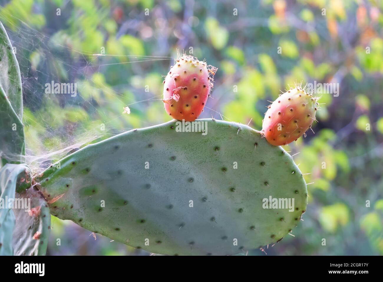 Prickly pear cactus close up with fruit in red color. Opuntia, commonly called prickly pear, is a genus in the cactus family, Cactaceae. Prickly pears Stock Photo