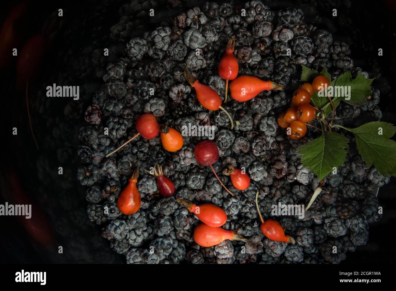 Black hawthorn berries hires stock photography and images Alamy