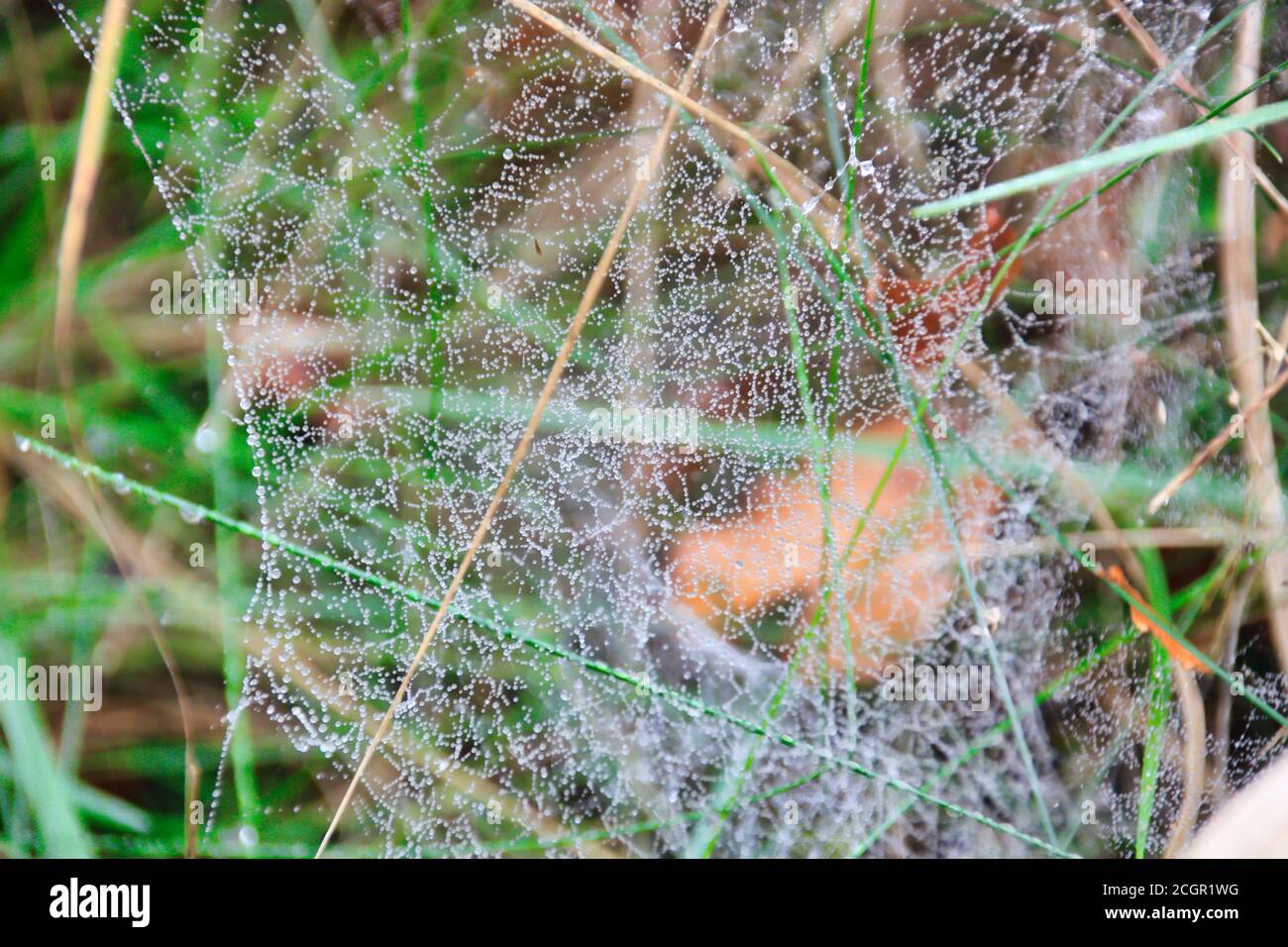 A wet spiderweb on a meadow Stock Photo