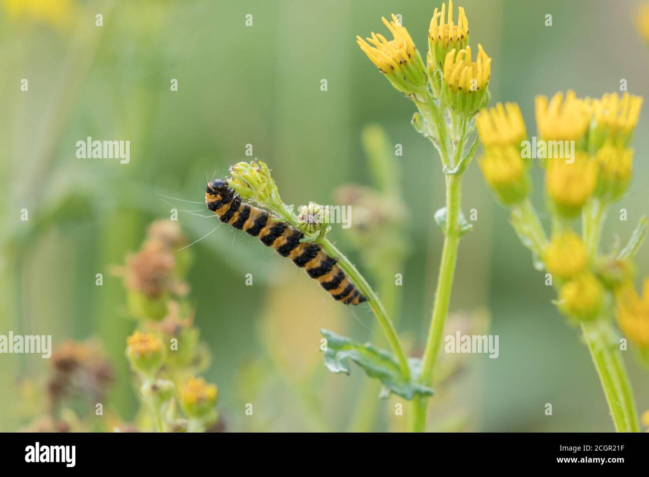 Cinnabar moth caterpillar on ragwort, Kex Gill Moor, North Yorkshire Stock Photo