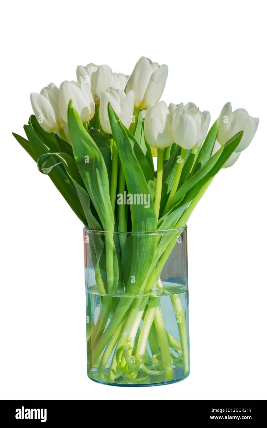 bouquet of blooming white tulips in transparent glass vase isolated on ...