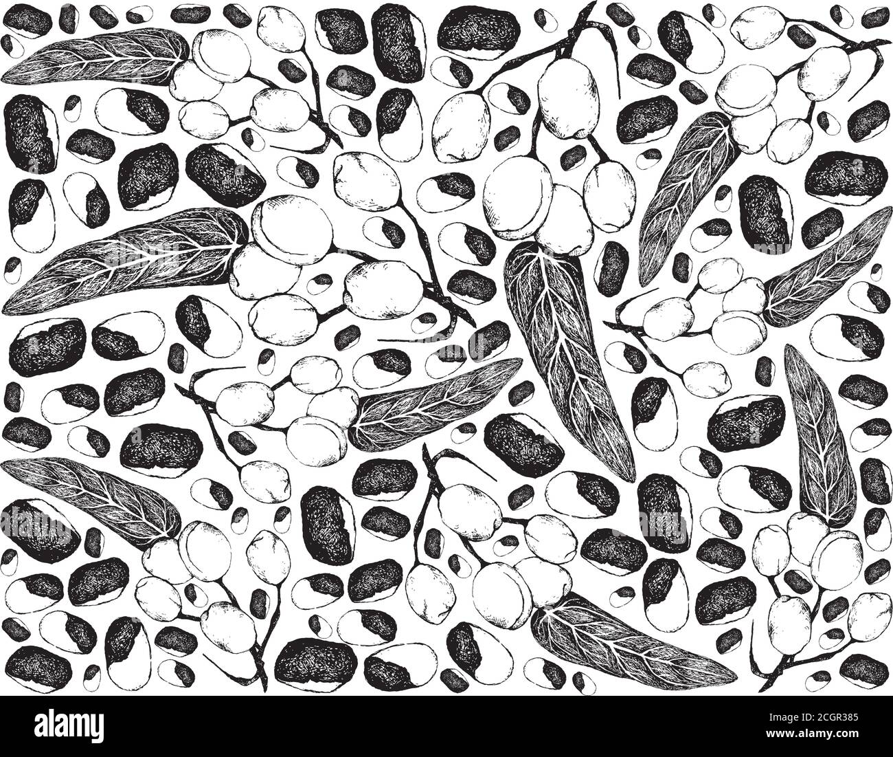 Nut and Bean, Illustration Hand Drawn Sketch Background of Wild Almond, Barking Deer’s Mango or Irvingia Malayana Fruits on A Tree, Good Source of Die Stock Vector