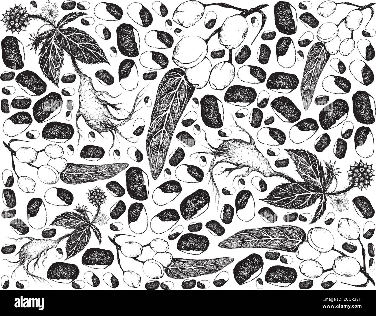 Nut and Bean, Illustration Hand Drawn Sketch Background of Wild Almond, Barking Deer’s Mango or Irvingia Malayana and Eleutherococcus Senticosus, Eleu Stock Vector