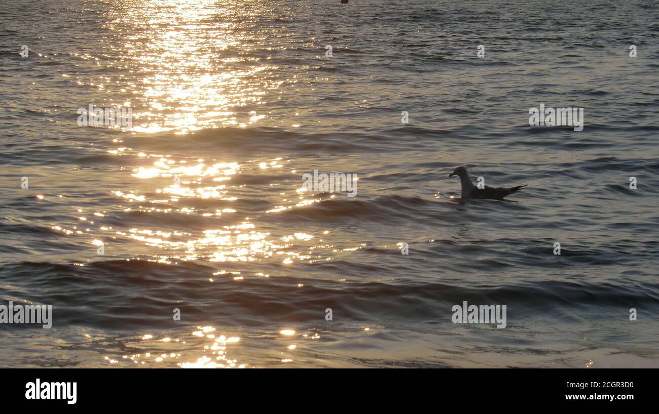 seagull floating in the sea in Sottomarina/Veneto/Italy with reflection of the sun on the sea - gabbiano che galleggia nel mare a Sottomarina/Veneto Stock Photo