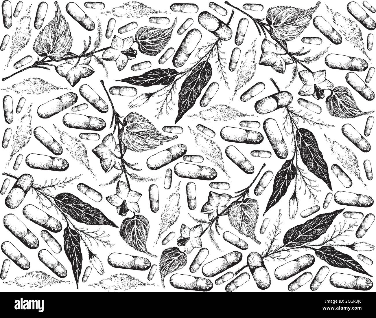 Vegetable and Herb, Hand Drawn Illustration Background of Kariyat or Andrographis Paniculata Plants and Plukenetia Volubilis, Sacha Peanut or Inca Nut Stock Vector