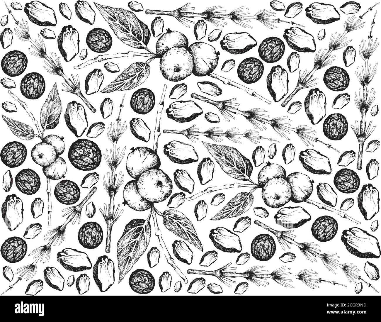 Illustration Hand Drawn Sketch Background of Black Walnuts or Juglans Nigra and Equisetum, Horsetail, Snake Grass or Puzzlegrass Plants. Stock Vector