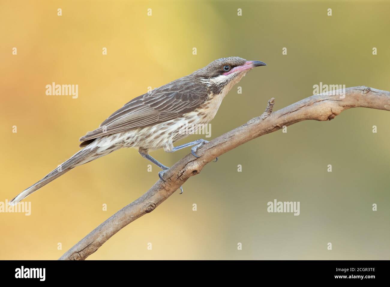 Birds are the best gift by nature Stock Photo