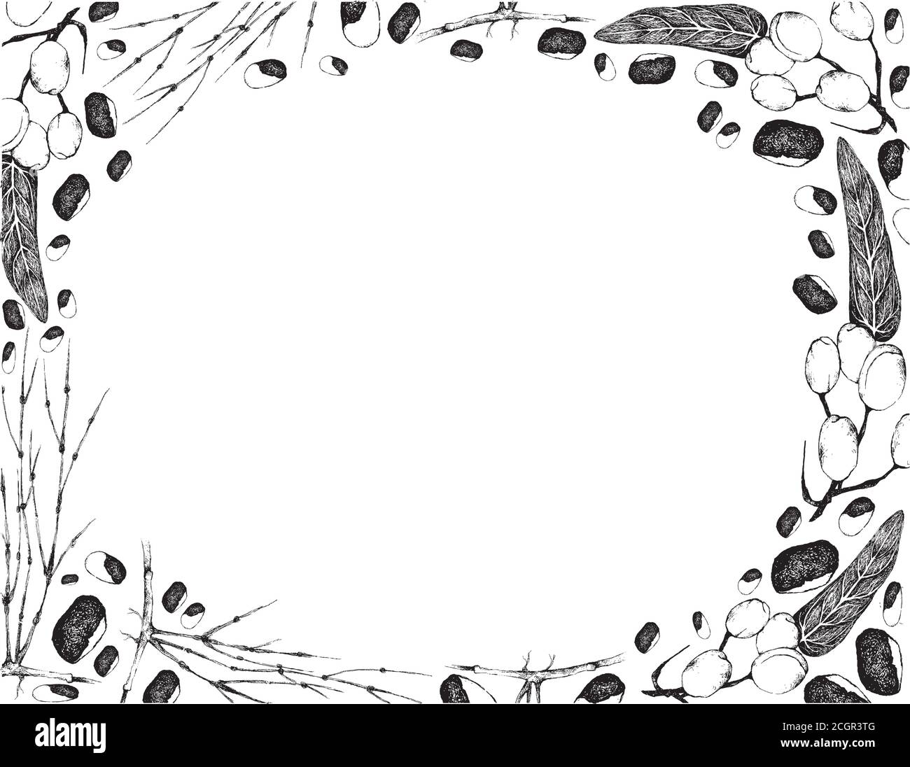 Nut and Bean, Illustration Hand Drawn Sketch Frame of Wild Almond, Barking Deer’s Mango or Irvingia Malayana Fruits with Ephedra Sinica Plants. Stock Vector