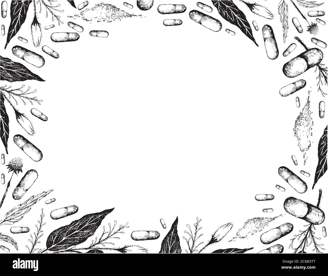 Vegetable and Herb, Hand Drawn Illustration Frame of Kariyat or Andrographis Paniculata Plants with Echinacea or Coneflowers Plants. Stock Vector