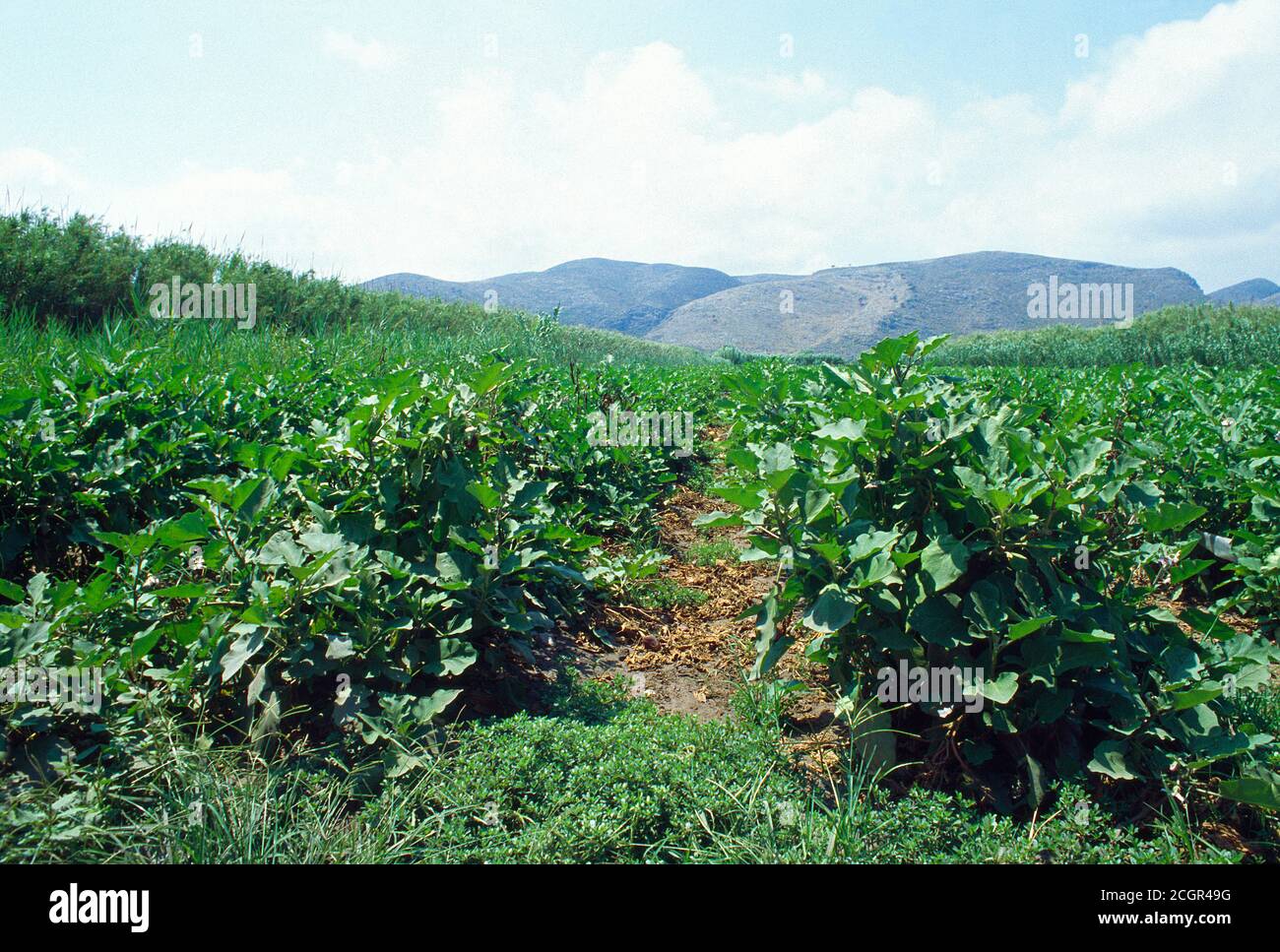 Cultivation field. La Marjal, Gandia, Valencia province, Comunidad Valenciana, Spain. Stock Photo