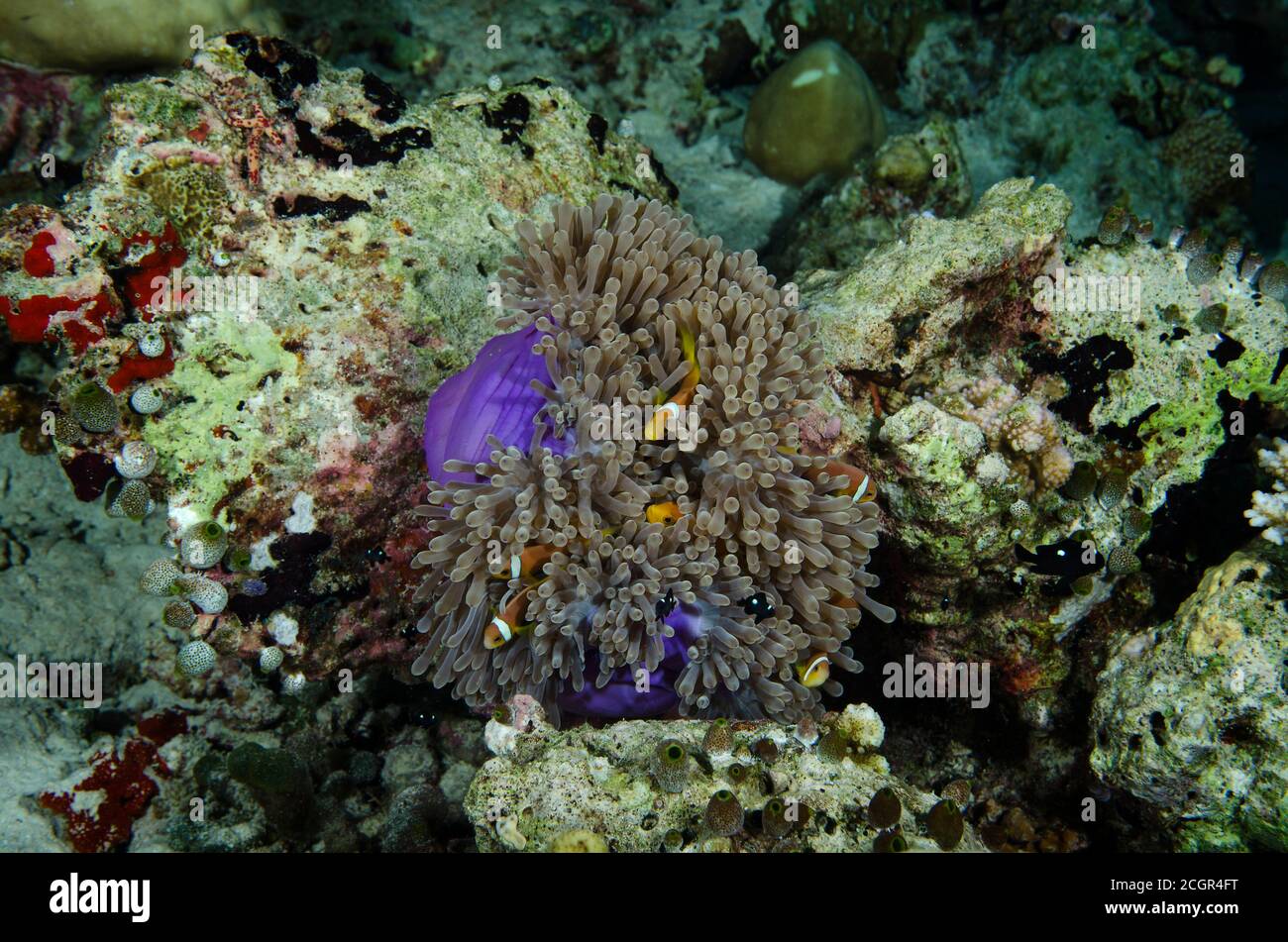 Maldive Anemonefish, Amphiprion nigripes in Magnificent Anemone, Heteractis magnifica, Bathala island, Maldives Stock Photo