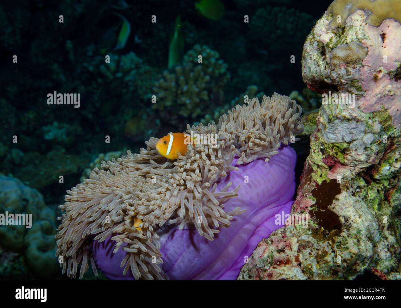 Maldive Anemonefish, Amphiprion nigripes in Magnificent Anemone, Heteractis magnifica, Bathala island, Maldives Stock Photo