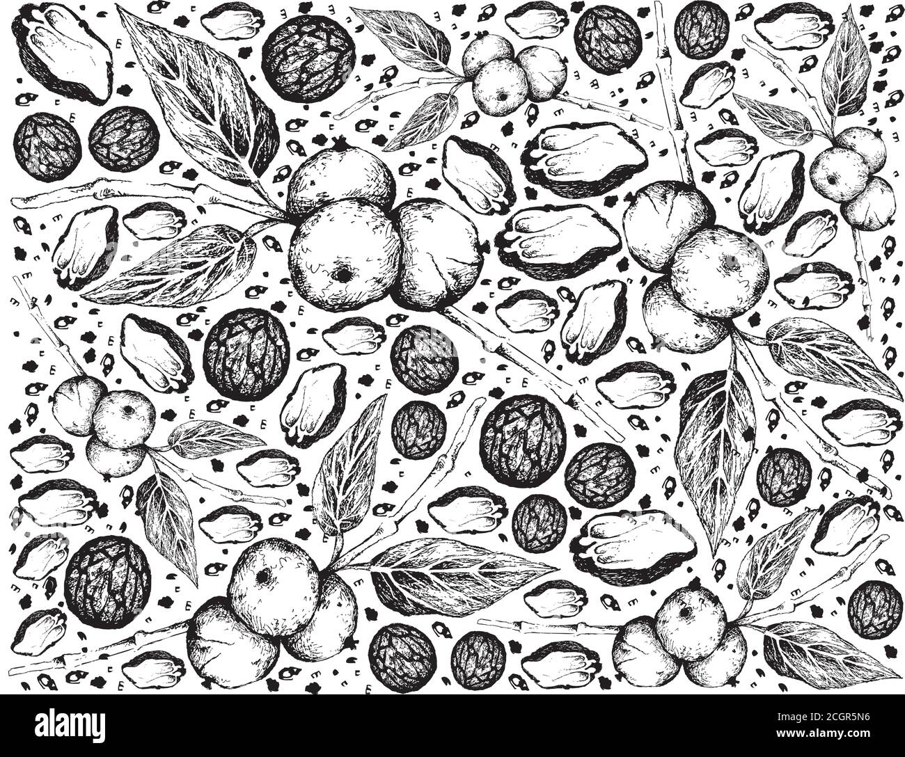 Illustration Hand Drawn Sketch Background of Black Walnuts or Juglans Nigra on A Tree, A Popular Ingredient to Recipes Like Bakery and Desserts. Stock Vector