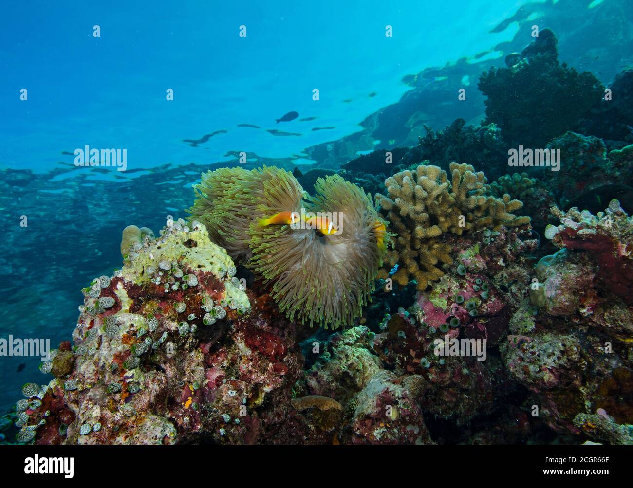 Maldive Anemonefish, Amphiprion nigripes in Magnificent Anemone, Heteractis magnifica, Bathala island, Maldives Stock Photo