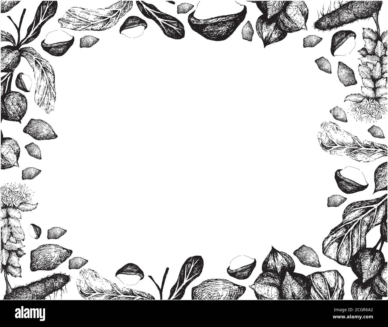 Nut and Bean, Hand Drawn Illustration Sketch of Shelled and Unshelled Macadamia Nuts with Rhodiola Rosea, Aaron's Rod, King's Crown, Lignum Rhodium or Stock Vector