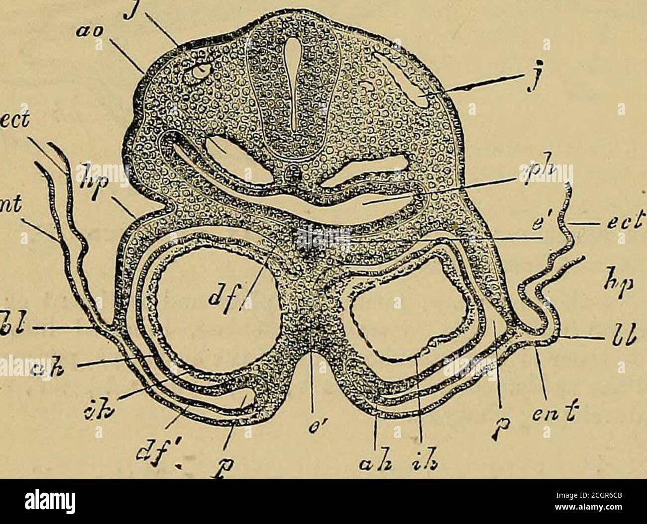 . Quain's elements of anatomy . Fig. 770.—Tkaitsverse section through the region of the heart in an embryo-chick OF 39 HOURS. ^J. (From Kolliker.) m, medulla oblongata ; a, a, descending aortas ; ph, pharynx ; h, epiblast; h, thicken-ing of the same where the auditory vesicle is to be formed ; hp, parietal mesoblast;hz2), outer wall of the heart ; ihh, inner wall, the cavity still divided by a septum s ;Jih, pericardial cavity ; uhg, ventral mesocardium produced temporarily by the reilectionof the viscera] mesoblast hzp into dfp; g, g, vessels in the visceral mesoblast; En%hypoblast. of the he Stock Photo