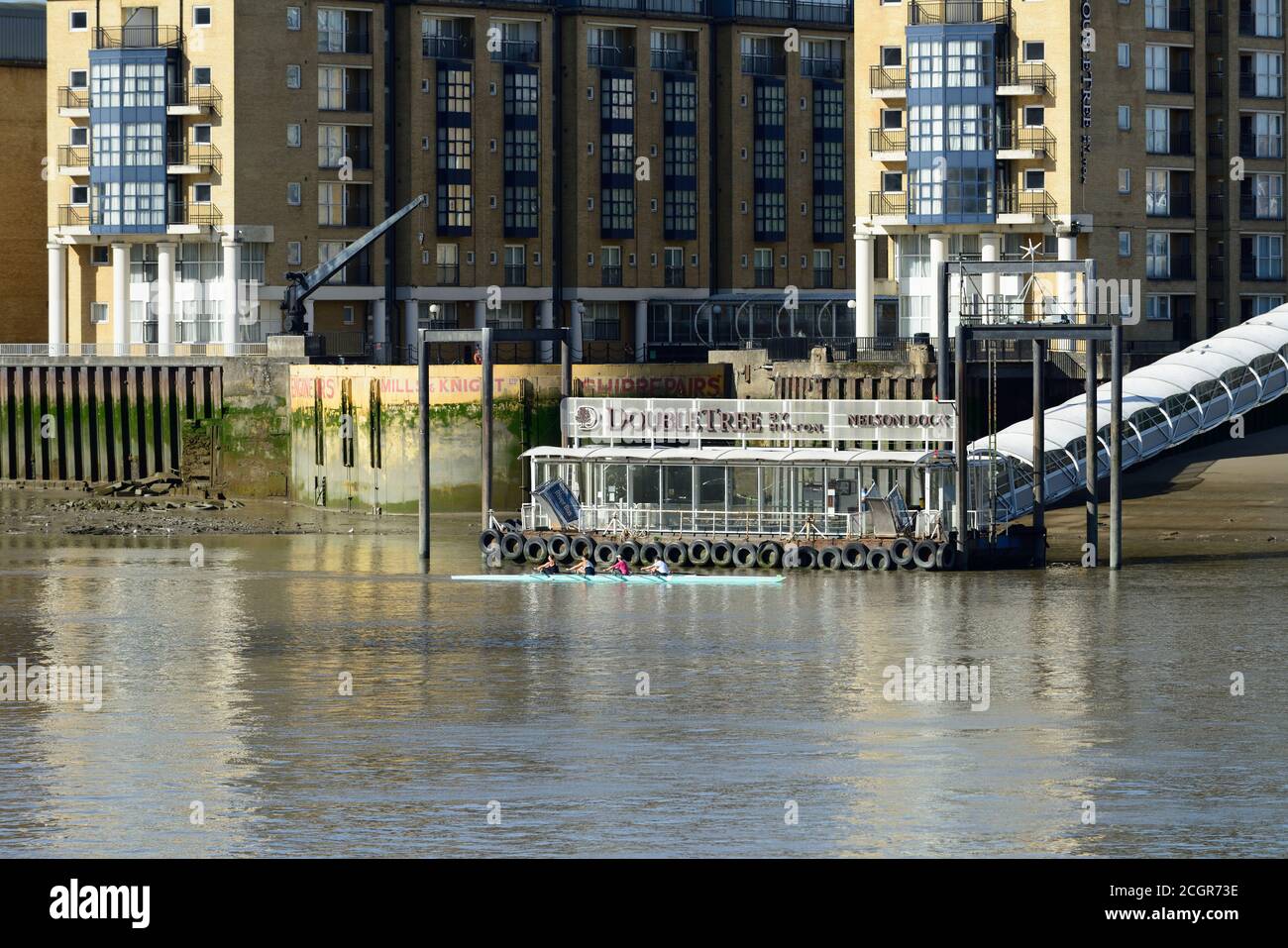 Coxless four rowing past Nelson Dock Pier and the Doubletree Hilton on the Thames at low tide, Canary Wharf, East London, United Kingdom Stock Photo