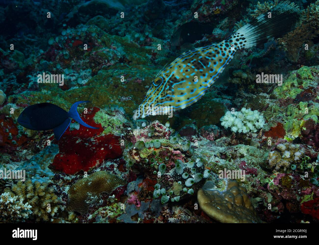 Scrawled filefish, Aluterus scriptus, swiming over coral reef, Bathala, Maldives Stock Photo