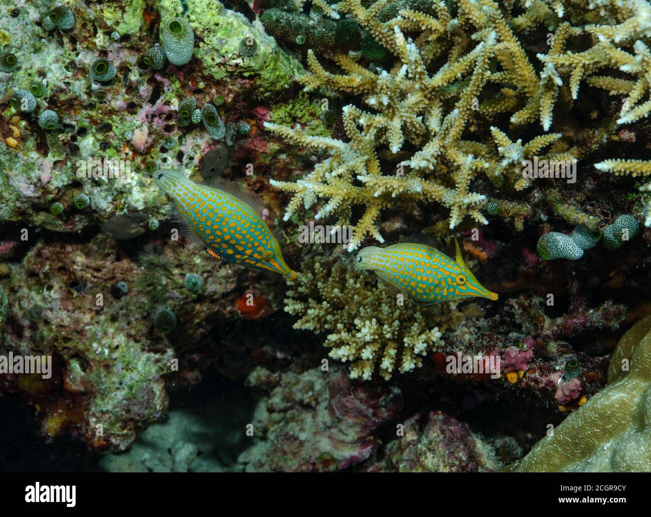 Pair of Longnose filefish, Oxymonacanthus longirostris, sheltering in staghorn coral, Bathala island, Maldives Stock Photo