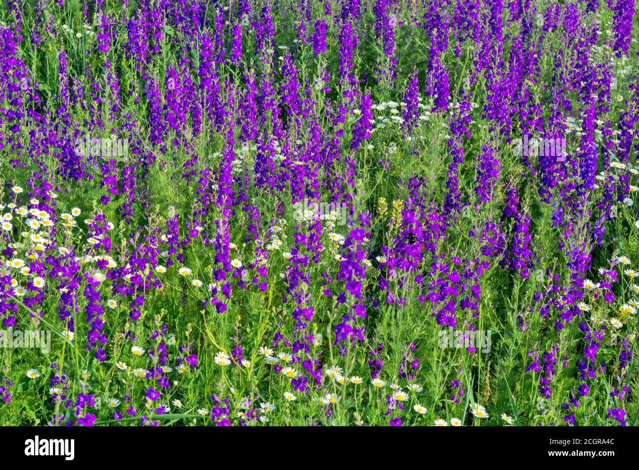 Meadow with colorful wild meadow flowers in green grass Stock Photo - Alamy