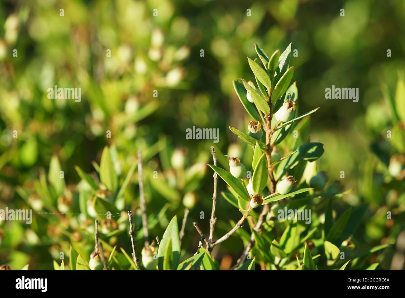 Flowers and leafs of Daphne gnidium L., flax-leaved daphne, Ginosa marina, Apulia, Italy Stock Photo