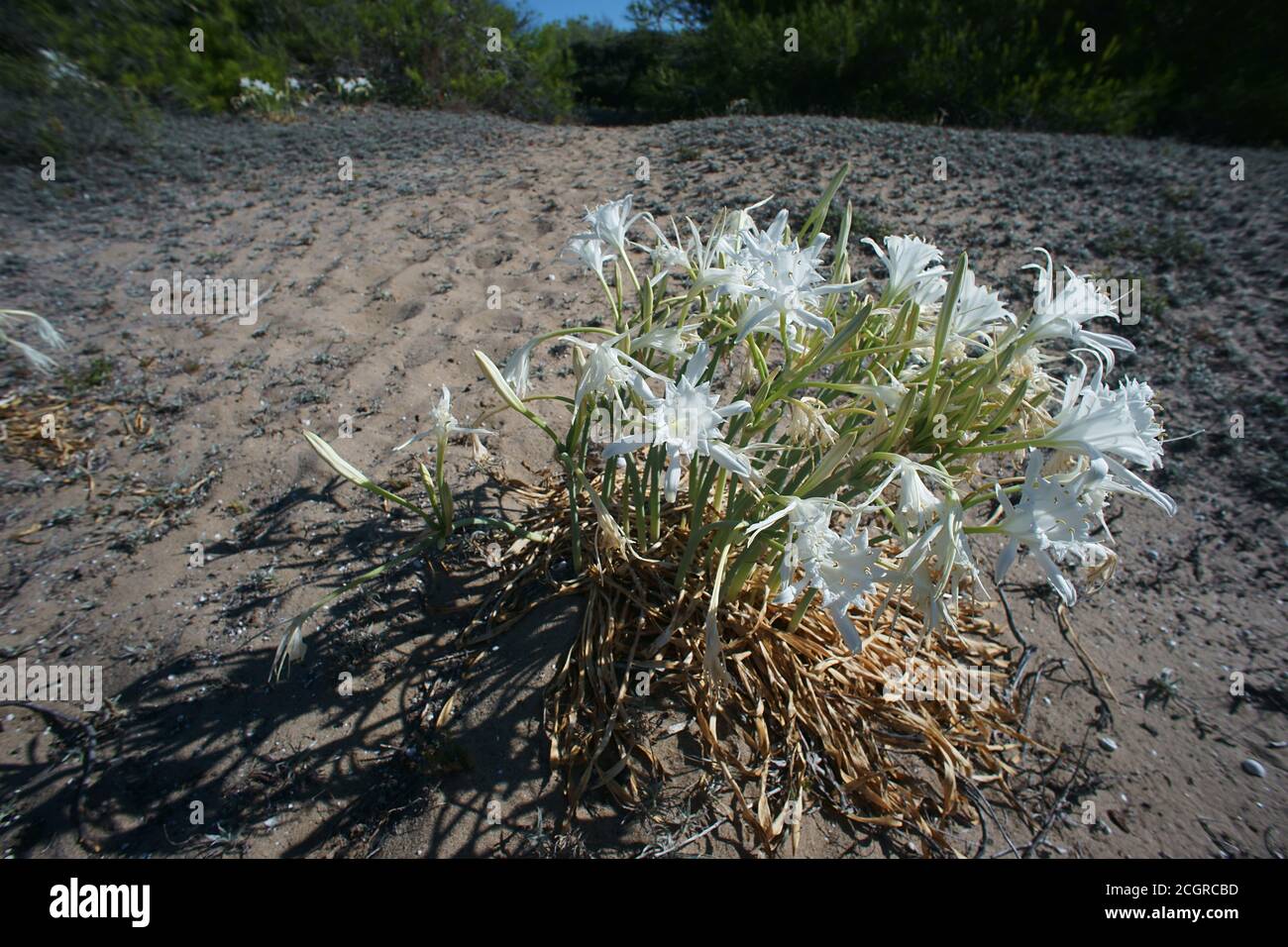 White Sea Daffodil or Sea Lily (Pancratium maritimum) on the beach, Ginosa Marina, Apulia, Italy Stock Photo