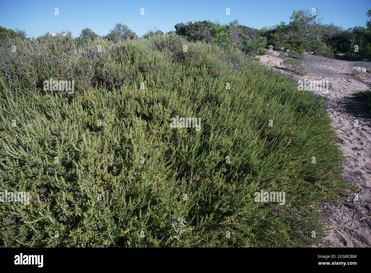 Big bush of Rosmarin, Rosmarinus officinalis, Salvia rosmarinus, Rosemary in Ginosa Marina, Apulia, Italy Stock Photo