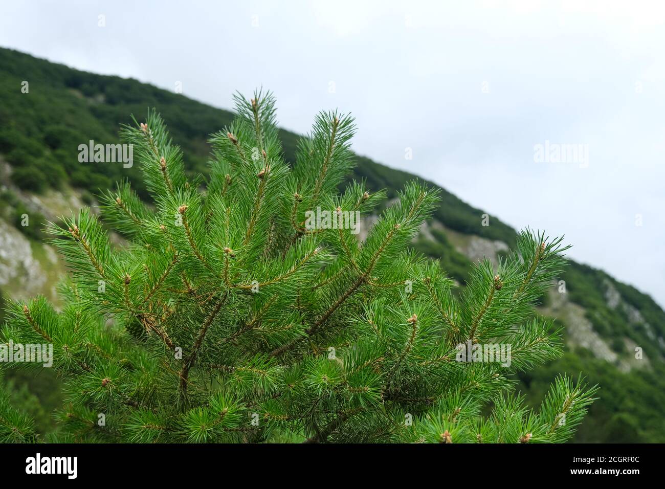 pine branches with small pine cones Stock Photo