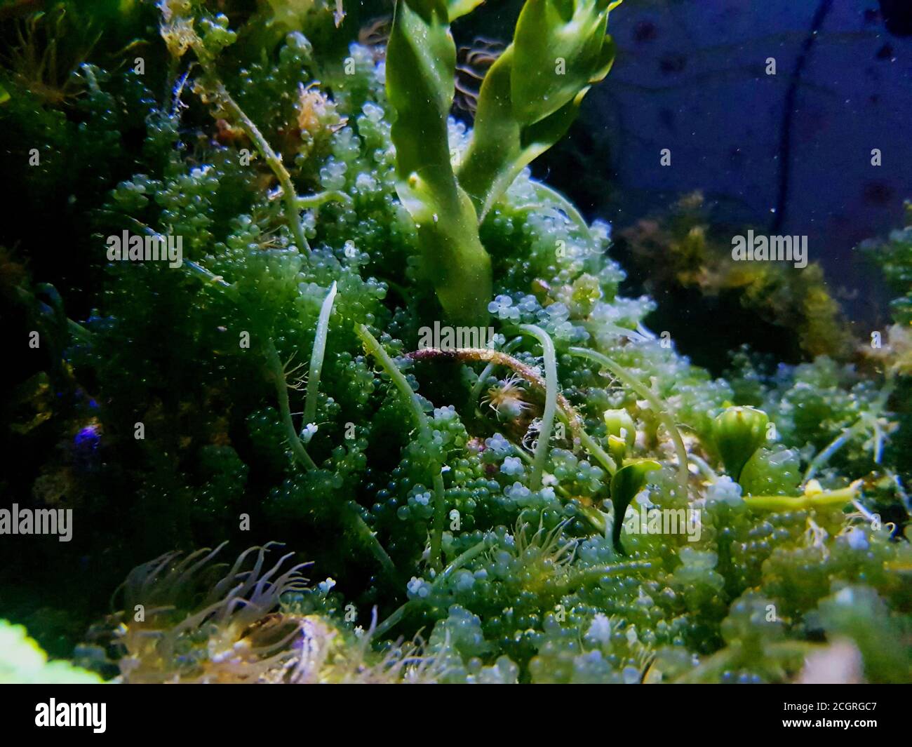 Caulerpa racemosa in refugium system for saltwater coral reef aquarium tank Stock Photo