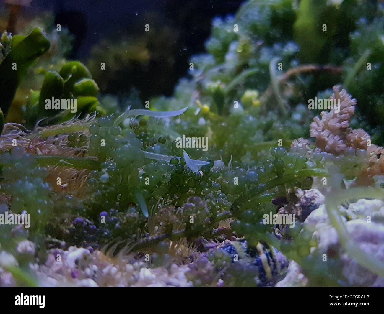 Caulerpa racemosa in refugium system for saltwater coral reef aquarium tank Stock Photo