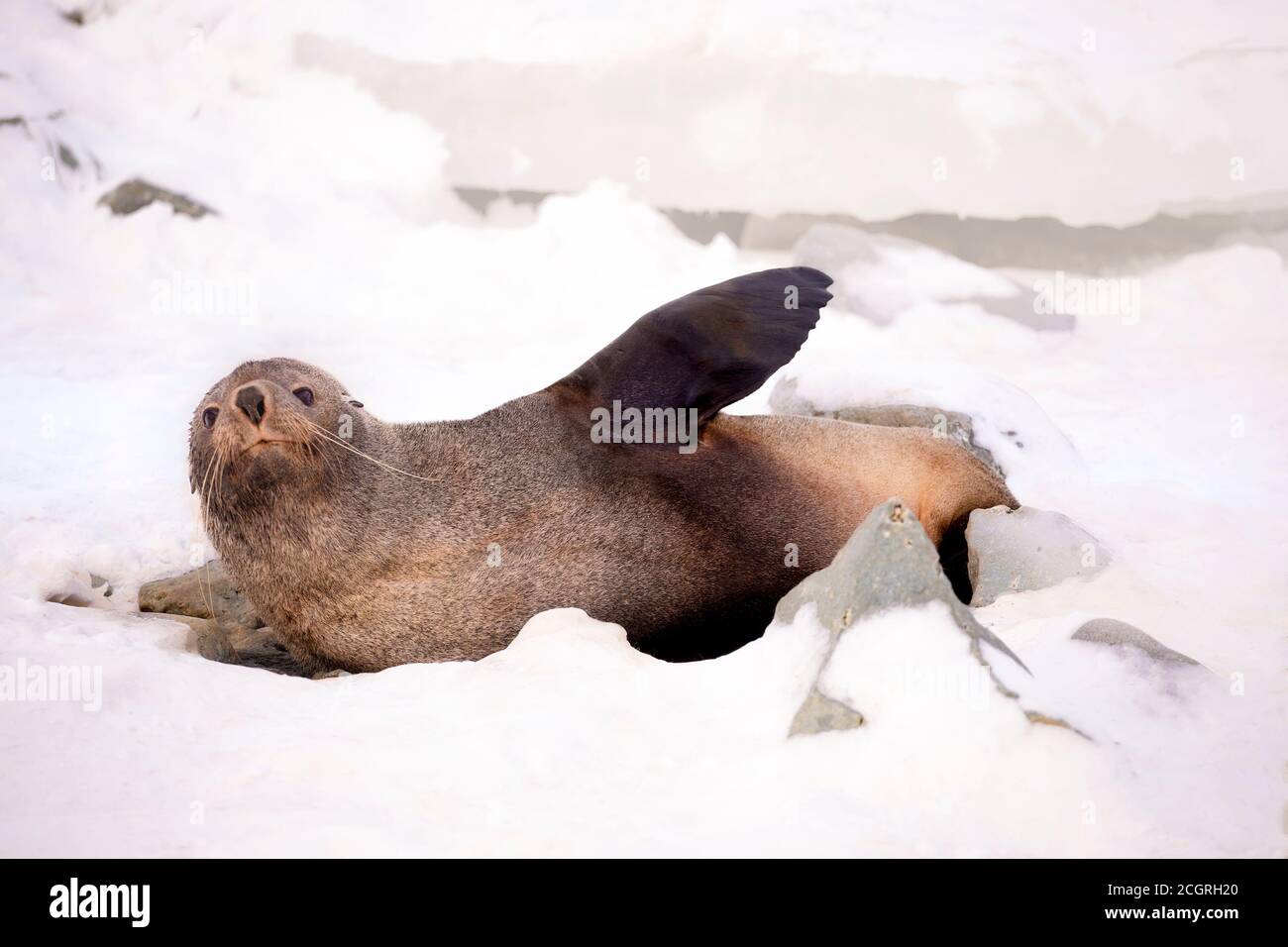 The Antarctic fur seal, sometimes called the Kerguelen fur seal, also known as Arctocephalus gazella sitting calm on the snow in the Antarctica. Stock Photo