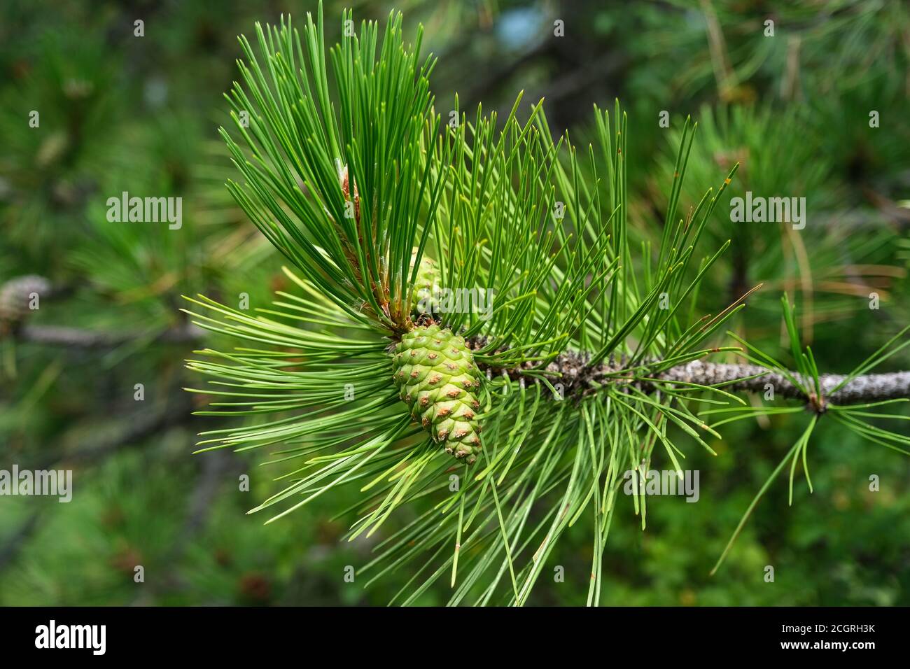pine branch with small pine cone Stock Photo