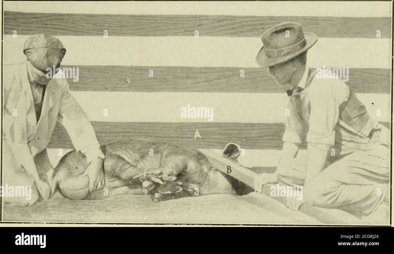 . Animal castration, a book for the use of students and practitioners; . Fig. 76—Restraint of Large Boar for Castration. Animal Castration 107 methods. Fig. 75 illustrates easting and tying the animal by bring-ing three feet together. To thus secure a large hog requires considerable time andmuch effort besides the services of several assistants. A favoritemethod of the author for handling large boars for this operationis graphically illustrated in Fig. 76. It consists in placing the loop of a half or three-quarter inchrope over the neck and behind one shoulder, after which throwthe rope over b Stock Photo