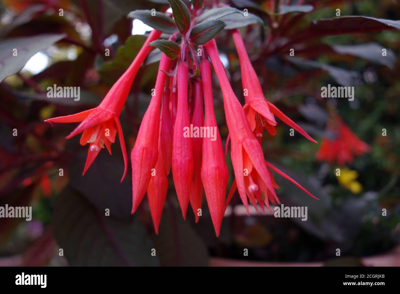 Orange/Red Trumpet-shaped Triphylla Fuchsia Flowers 'Gartenmeister Bonstedt' grown in an English, Country Garden, Lancashire, England, UK. Stock Photo