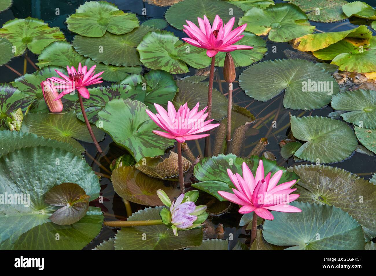 A lotus pond with pink lotus flowers in front of the ArtSciene Museum at Marina Bay in Singapore Stock Photo