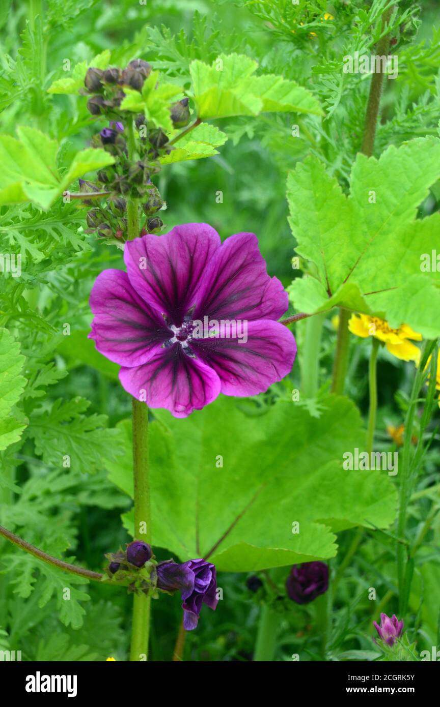 Purple/Mauve/Pink Malva sylvestris 'Common Mallow' Flower grown in a border at RHS Garden Harlow Carr, Harrogate, Yorkshire, England, UK. Stock Photo