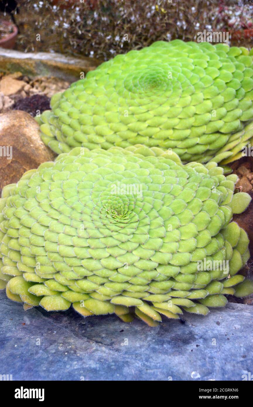 Aeonium tabuliforme (Flat-Topped Aeonium/Saucer Plant) Succulent grown in the Alpine House at RHS Garden Harlow Carr, Harrogate, Yorkshire,England. Stock Photo