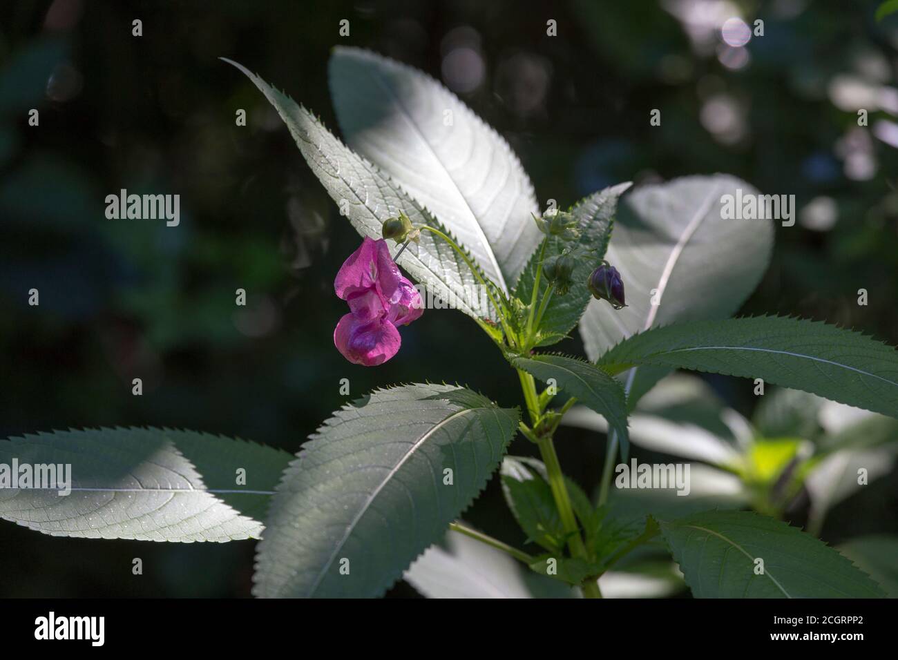 A plant of impatiens glandulifera with flower in Italy Stock Photo