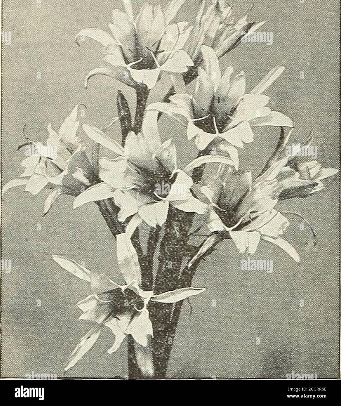 . Dreer's garden 1902 calendar . R FLQWERIMG BULBsHf. ISMENE CaLATHINA* MII.LA BIFLORA. (Mexican Star of Betlileliem.) One of the loveliest and most desirablebulbs. The flowers are nearly 2J inches indiameter, of a pure waxy-white color, andusually borne in pairs ; the petals are thickand leathery, of great substance, and willkeep for days when cut and placed in water.-T cts. each ; 50 cts. per doz. 3IOXTBRETIAS. The Montbretias are one of the brightestand best of summer-flowering bulbs, and ithas been a matter of wonder to us why thevare not more generally used. We feel sureih.it if once trie Stock Photo