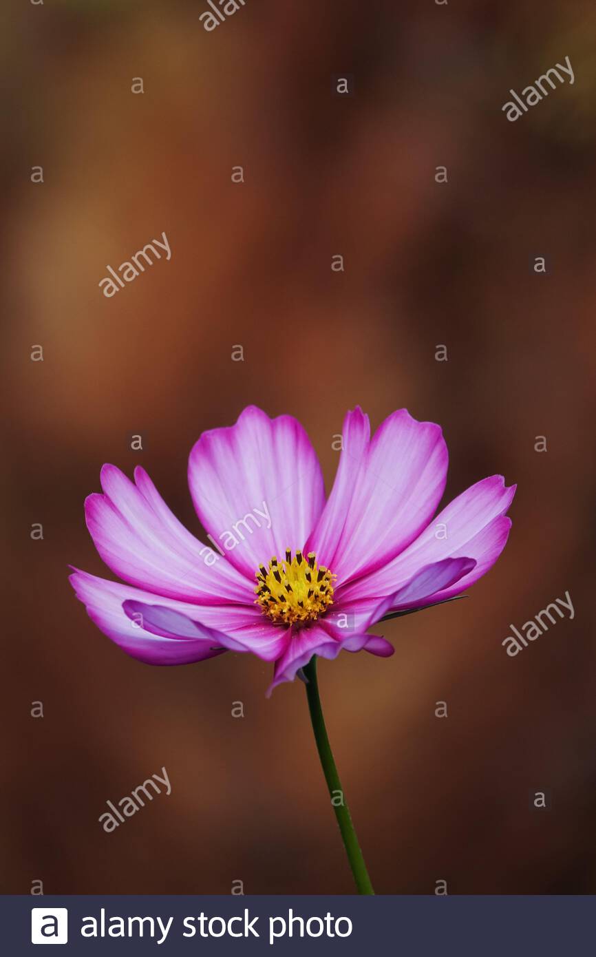 Candystripe High Resolution Stock Photography And Images Alamy Candystripe High Resolution Stock Photography And Images Alamy